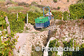 La vendemmia ai Giardini Arimei a Panza 49