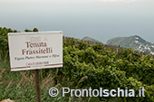 Ischia, Andar per Cantine: Frassitelli al tramonto 4