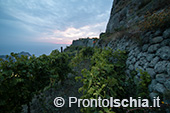 Ischia, Andar per Cantine: Frassitelli al tramonto 32